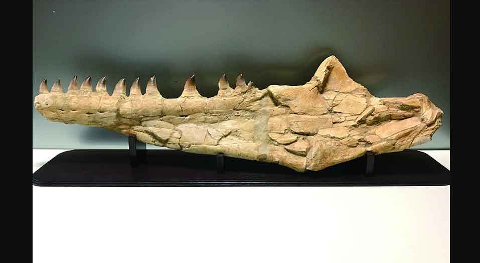 モササウルスの顎