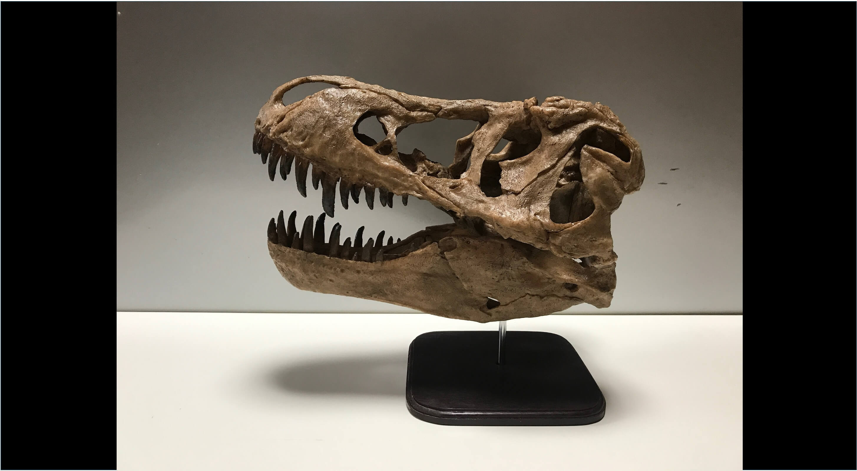 ティラノサウルス頭骨