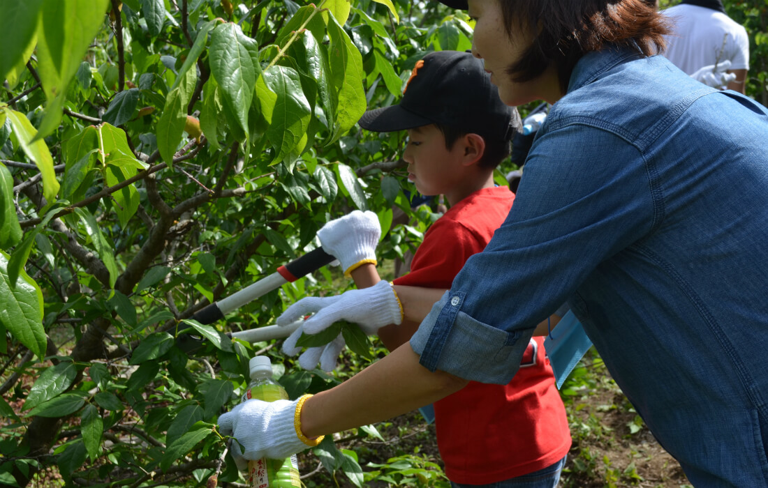 Pruning one branch after another with a large pair of scissors