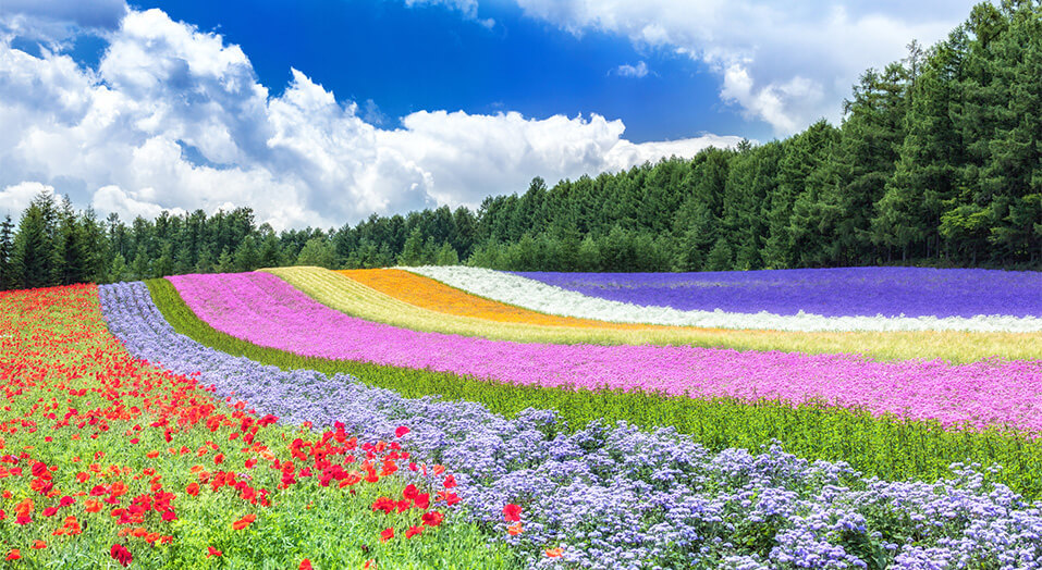 富良野